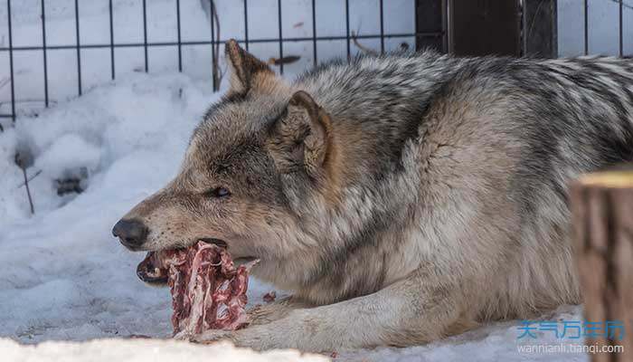 梦见狼咬别人什么预兆 梦见狼咬别人好不好