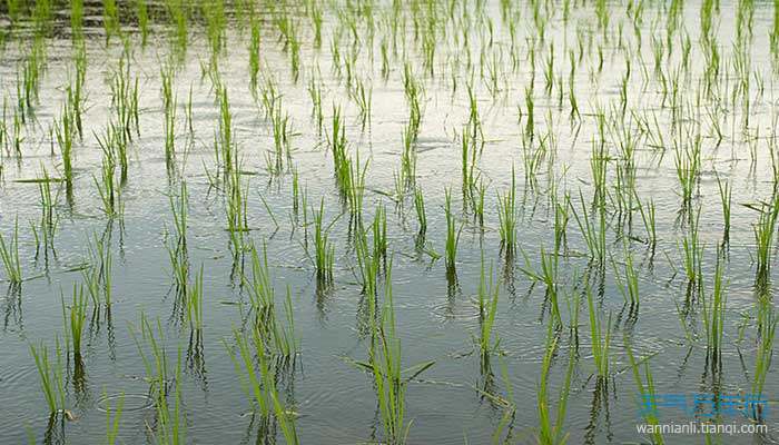 梦之涟漪，解析梦见大水冲坏田地的深层寓意