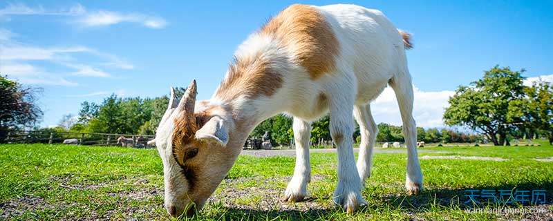 比如从生肖命理和性格脾性来看,两个属羊人都相当合拍,但为何民间
