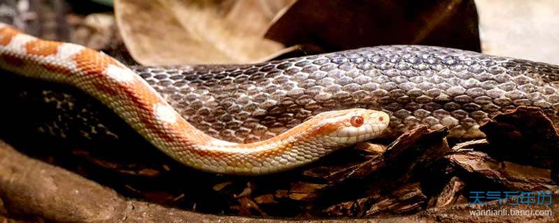 梦境的隐喻，同房后梦到手里拿着老鼠，地上爬着一条蛇——解析与启示