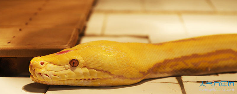导读:在野外或者农村地区,我们经常能够看见金黄色水蛇的身影,这种
