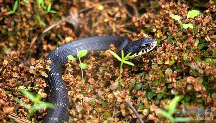 做生意的男人梦见大黑蛇缠身,代表虽然有谣言,不理它自然平息,有钱赚