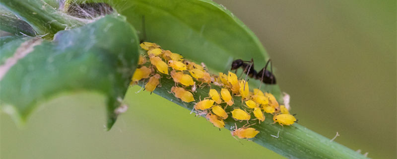 灭蚜虫方法 蚜虫防治方法
