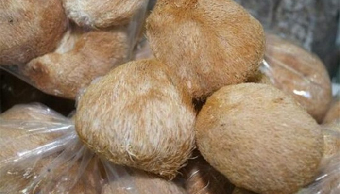 干猴头菇怎么吃 干猴头菇为什么泡发最好 