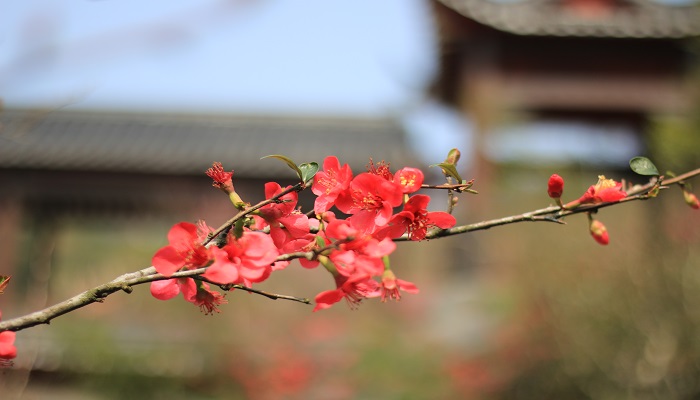 梅花香自苦寒来含义是什么梅花香自苦寒来象征什么 天气加