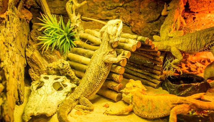 壁虎吃什么东西壁虎吃什么东西生存