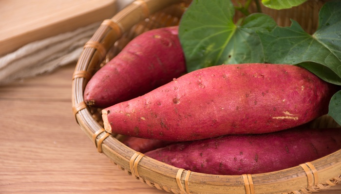 红薯为什么发紫色的芽 红薯有紫色的芽