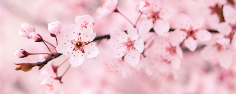 樱花花语 樱花代表什么