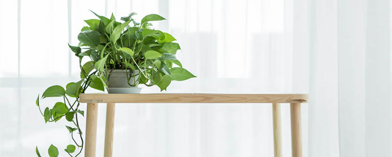 净化空气的室内植物 适合放室内的植物