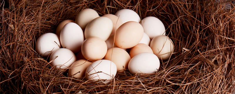 鸡蛋壳的主要成分 鸡蛋壳的妙用