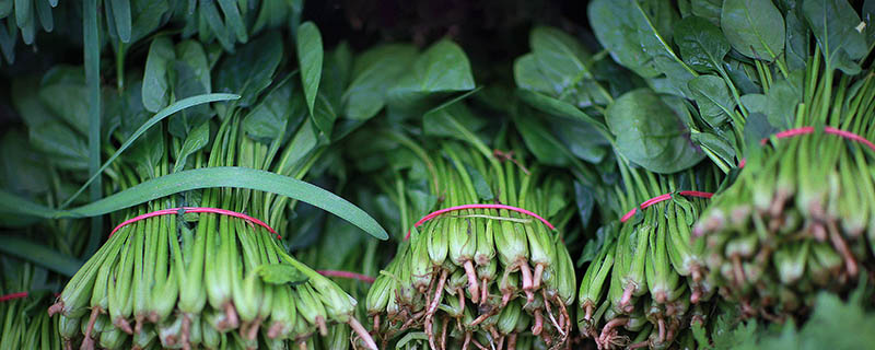 菠菜科学种植方法 菠菜的种植方法是什么