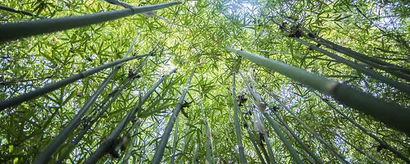 竹子的生长习性是什么 竹子的生长习性