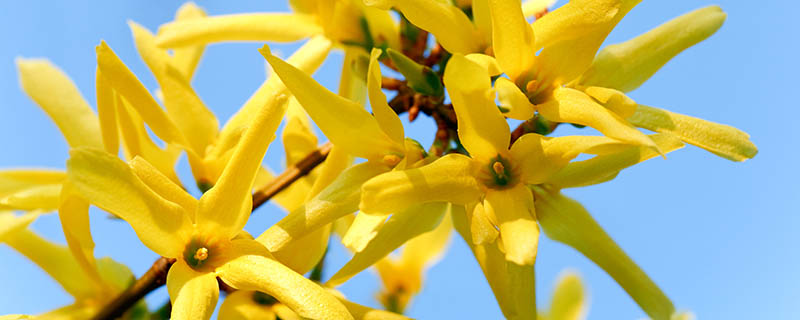 假连翘生长习性是什么假连翘生长习性