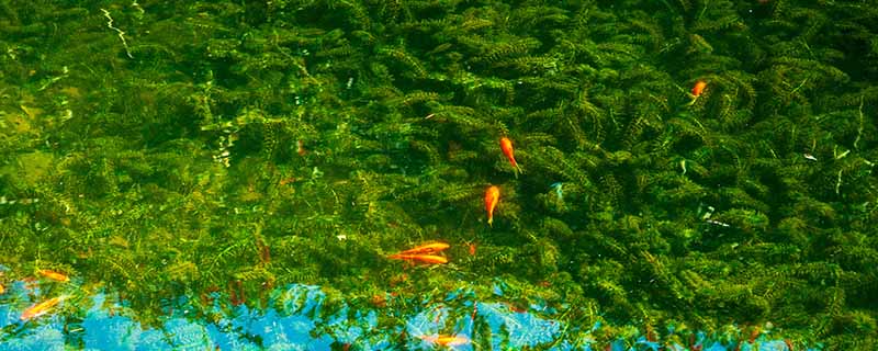 金鱼藻的具体形态 金鱼藻的形态
