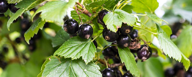 黑加仑葡萄树苗种植 黑加仑葡萄树苗种植方法