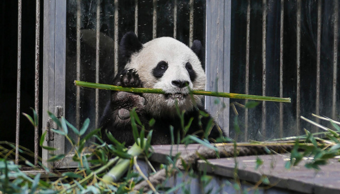 熊猫的特点和生活特征 熊猫的生活习性
