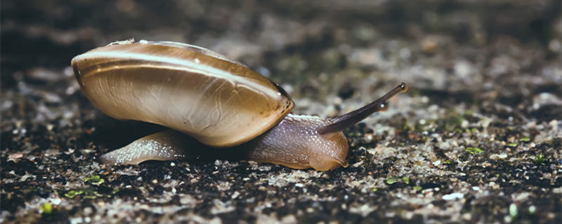 蜗牛的特点和生活特征 蜗牛的习性