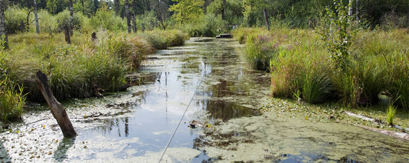 苏门答腊沼泽形成原因图片
