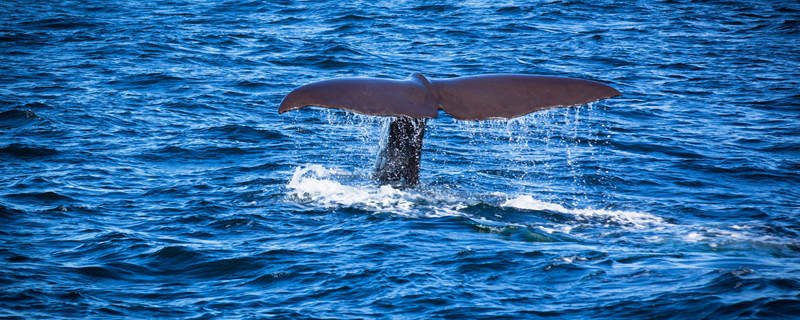鲸鱼的寿命 鲸鱼能活多少年