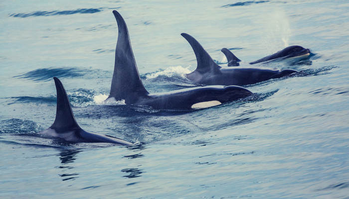 鲸鱼的寿命 鲸鱼能活多少年