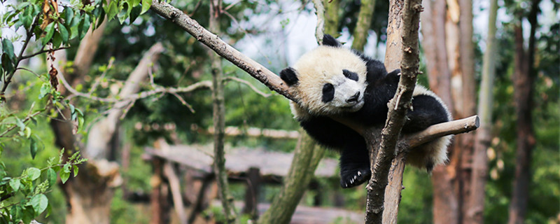 熊猫的特点和生活特征 熊猫的生活习性