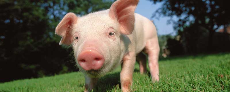 2021猪饲料十大品牌排行榜 中国前十大猪饲料品牌