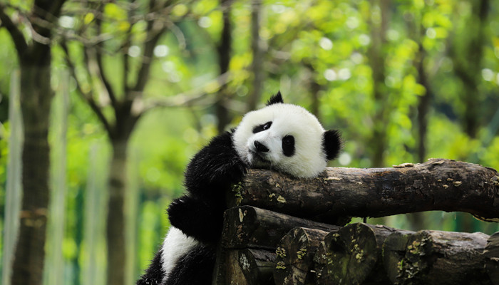 大熊猫的习性 大熊猫的习性有哪些