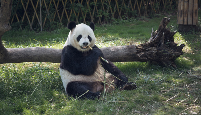 大熊猫的习性 大熊猫的习性有哪些