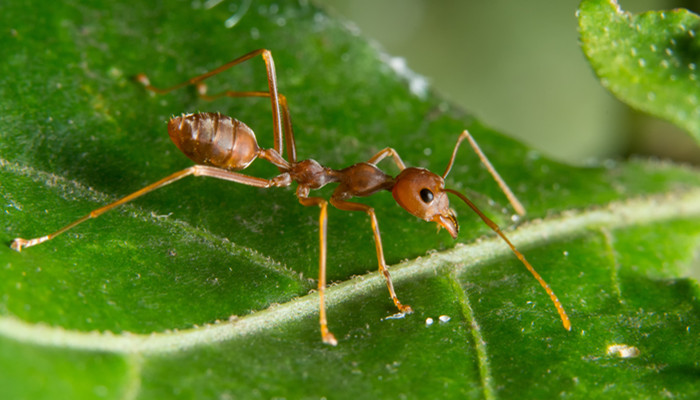 蚂蚁是怎么搬运食物的 蚂蚁搬运食物的方法