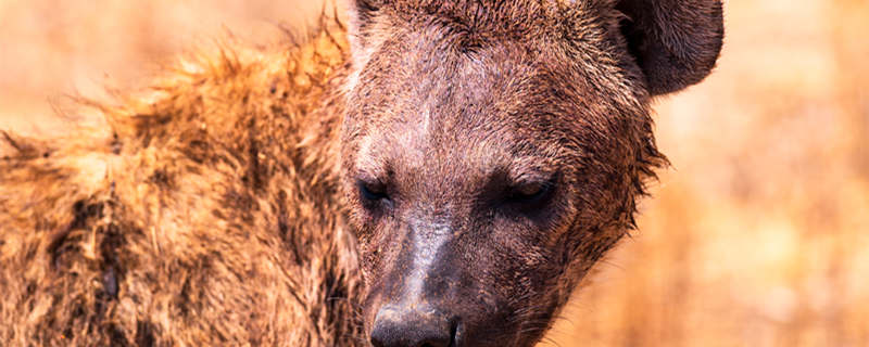 鬣狗是猫科还是犬科非洲鬣狗是猫科还是犬科