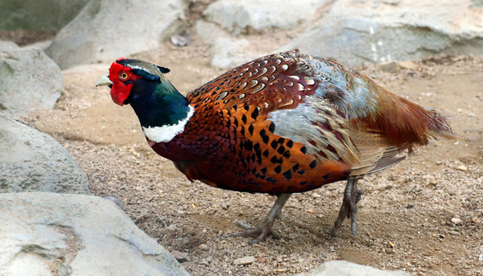 红腹锦鸡是几级保护动物