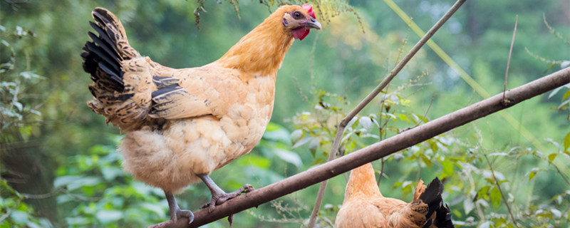 白骨顶鸡是保护动物吗