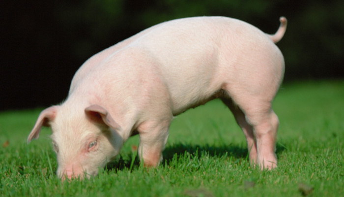 猪饲料十大品牌排行榜