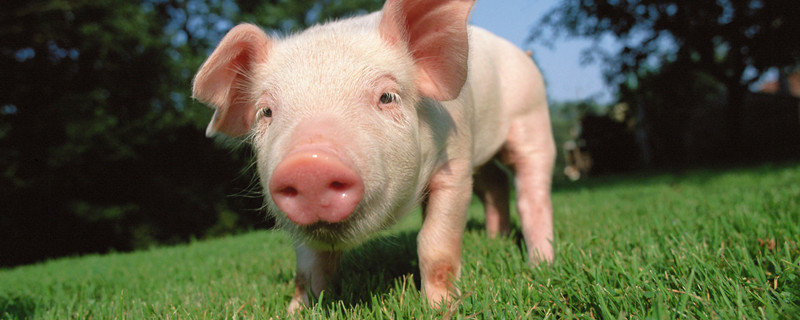 猪饲料十大品牌排行榜