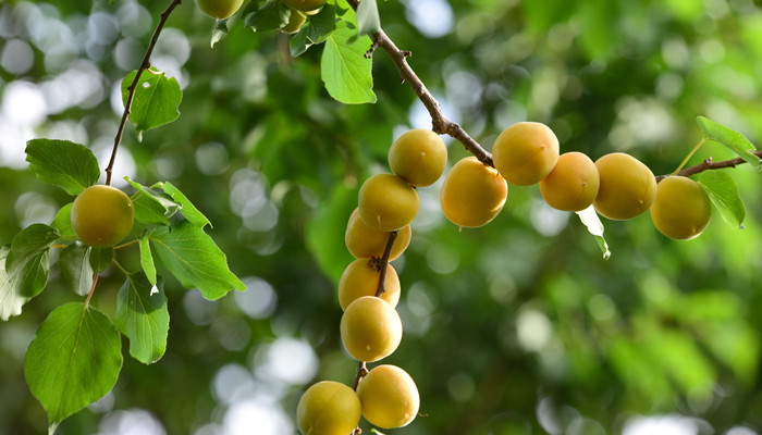 什么是小白杏 小白杏是什么水果