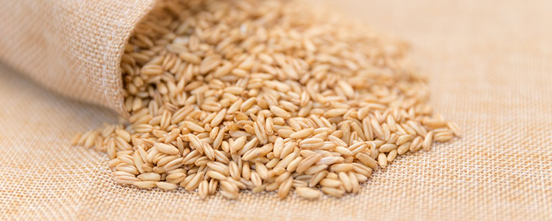 燕麦米的功效与作用 燕麦米的功效与作用有哪些
