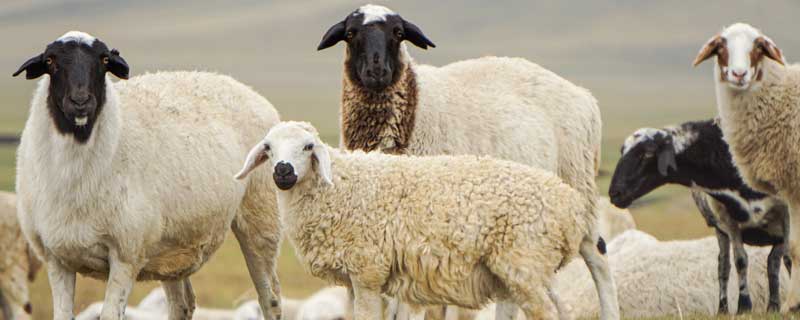 羊驼毛大衣十大品牌排行榜