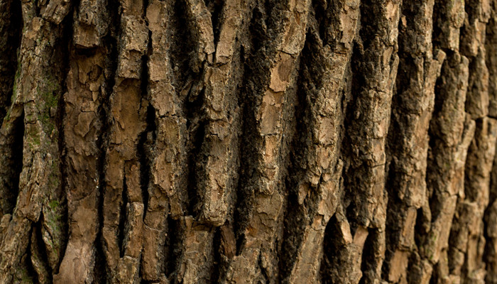 雨木是什么木材 雨木属于什么木材
