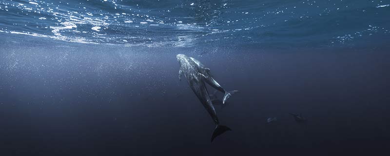 为什么鲸会喷水 鲸会喷水的原因