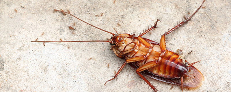 蟑螂幼虫长什么样 蟑螂幼虫有多大