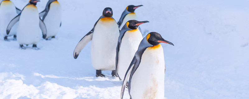 企鹅生活在哪北极还是南极 企鹅居住在南极还是北极