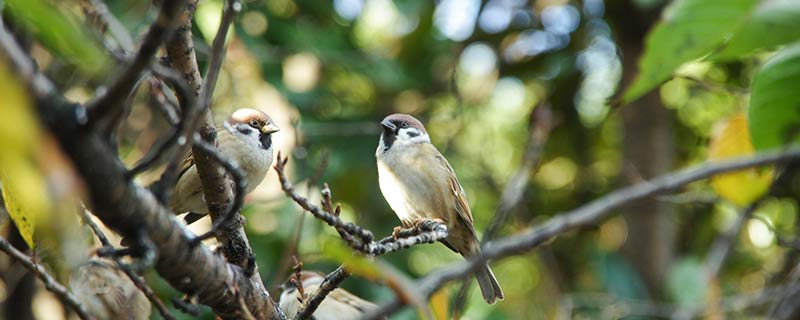 家雀国家几级保护动物 麻雀是国家几级保护动物 