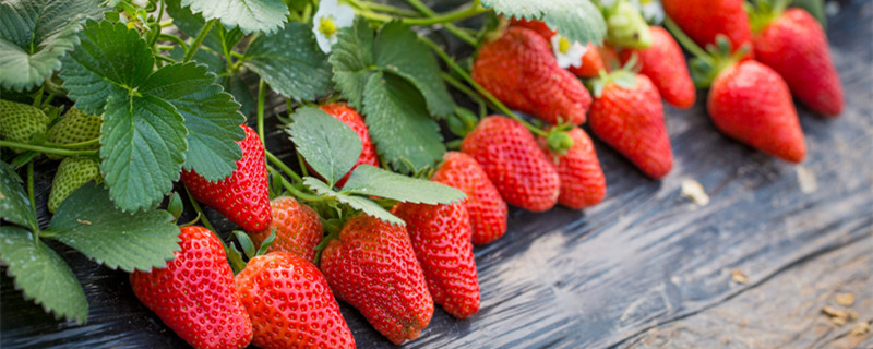 草莓是凉性的吗 草莓是凉性的还是热性的