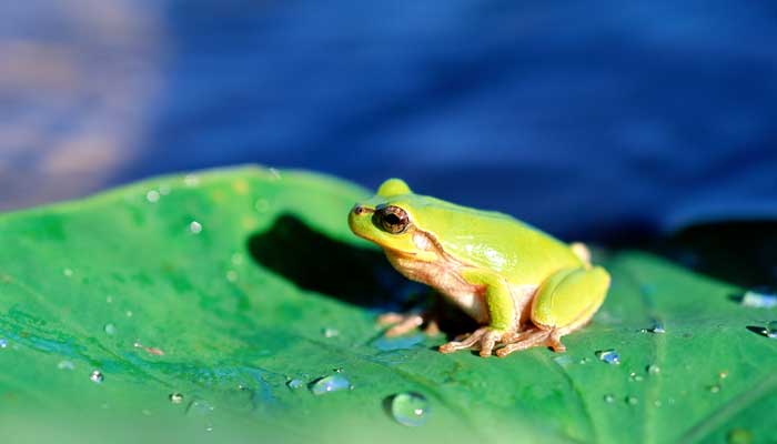 青蛙是保护动物吗