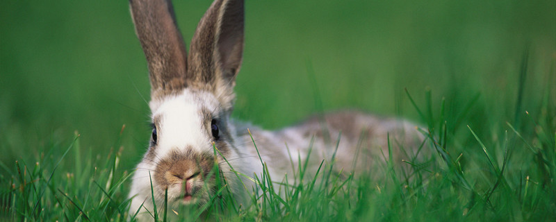 野兔是几级保护动物 野兔是不是保护动物