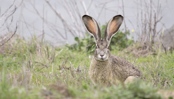 野兔是几级保护动物 野兔是不是保护动物
