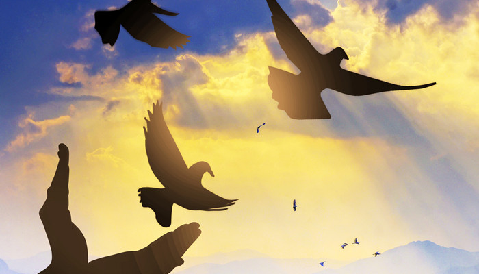 鸽子为什么是和平的象征 鸽子因为什么是和平的象征