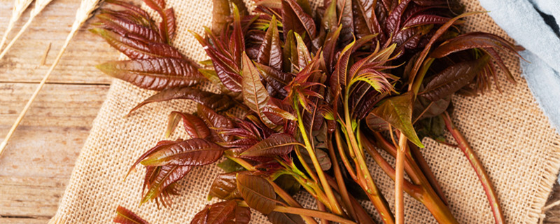 香椿可以直接生吃吗香椿能生吃吗