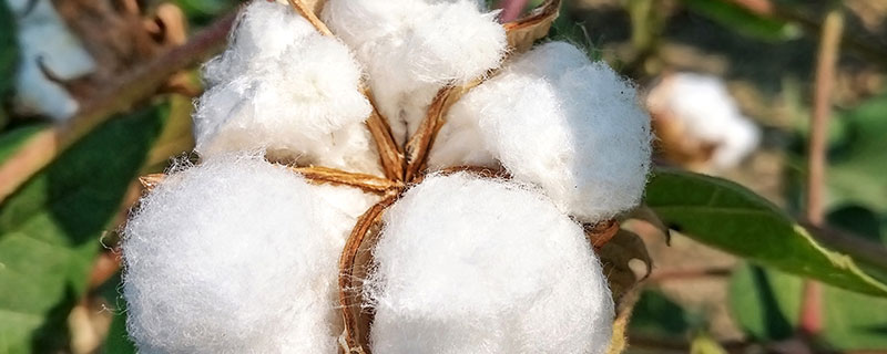 新疆产棉花的地区有哪些 新疆产棉花的地区有哪些