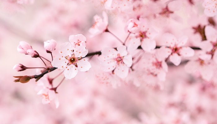 八重樱和日本晚樱的区别 日本晚樱和八重樱的区别是什么